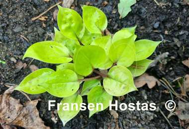 Hosta Lemon Kiss